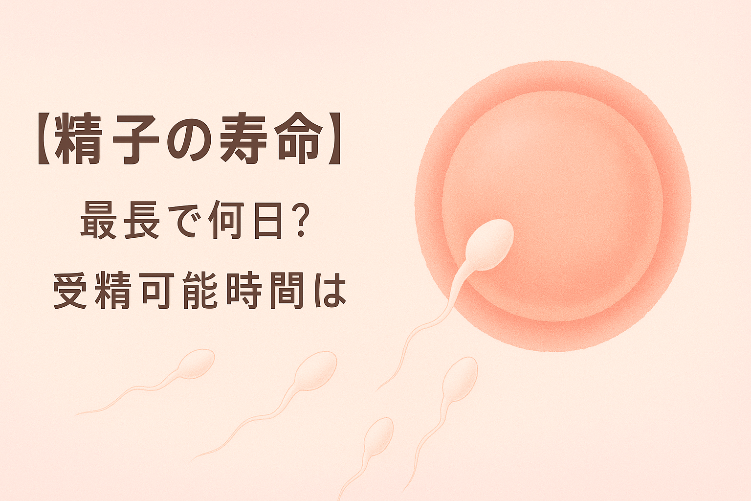 【精子の寿命】最長で何日? 受精可能時間は?