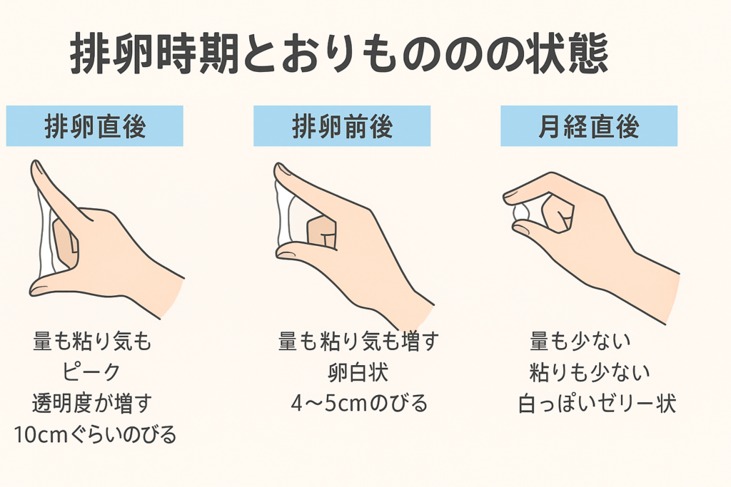 【排卵出血】排卵前か後か？妊活のベストタイミングはいつ？