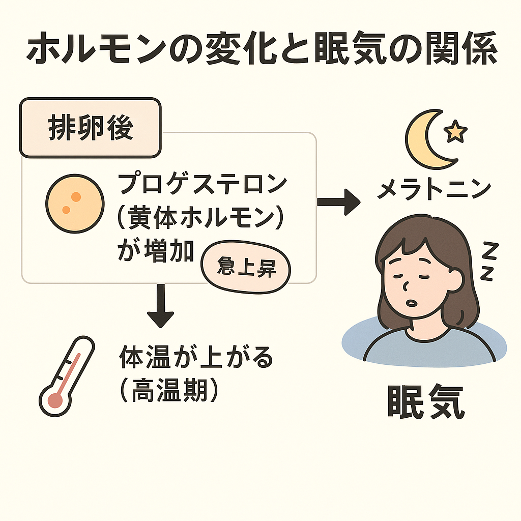プロゲステロンの増加 → 眠気へつながるステップ