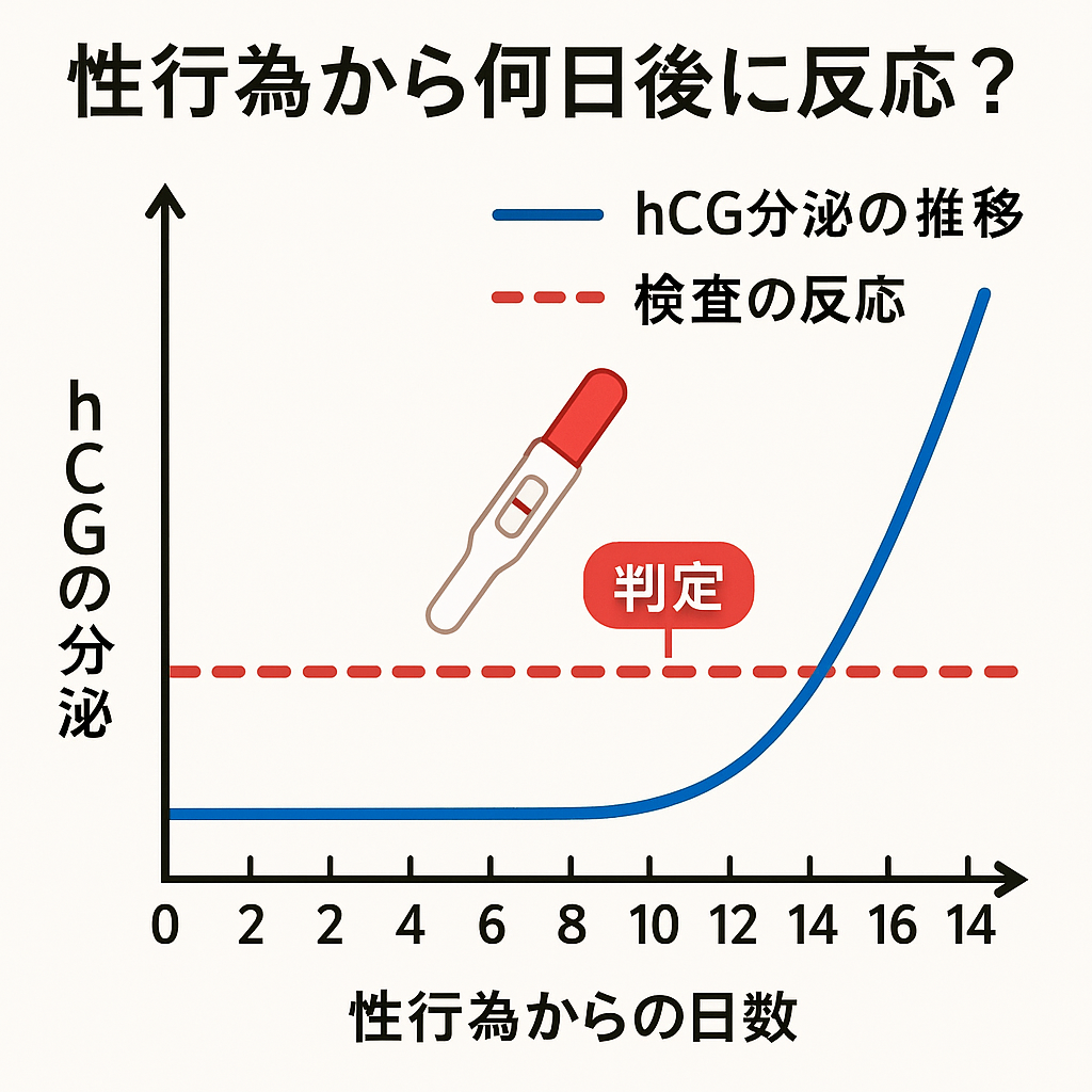 妊娠検査薬【性行為交から何日後に反応?】