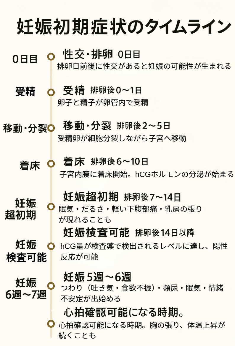 妊娠初期症状のタイムライン(排卵日からの流れ)