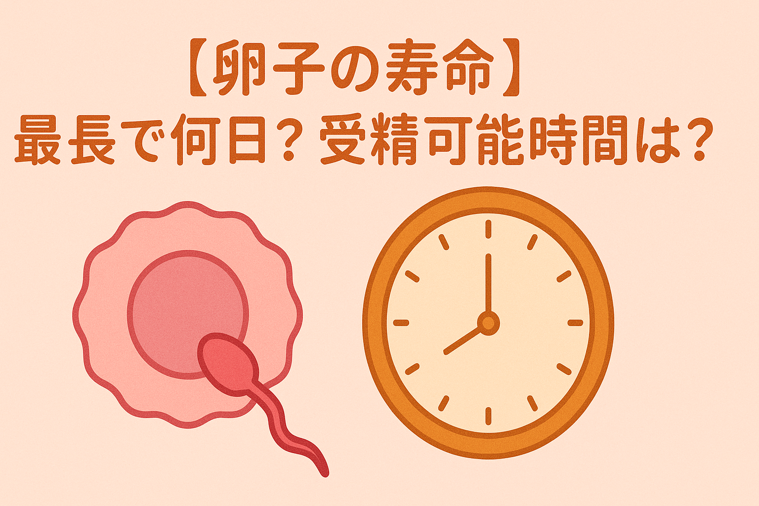 【卵子の寿命】最長で何日?受精可能時間は?